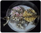 kit tubet de rosas com strass